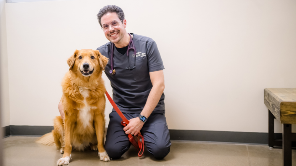Vetco Total Care partner smiling with a golden retriever in a veterinary hospital.