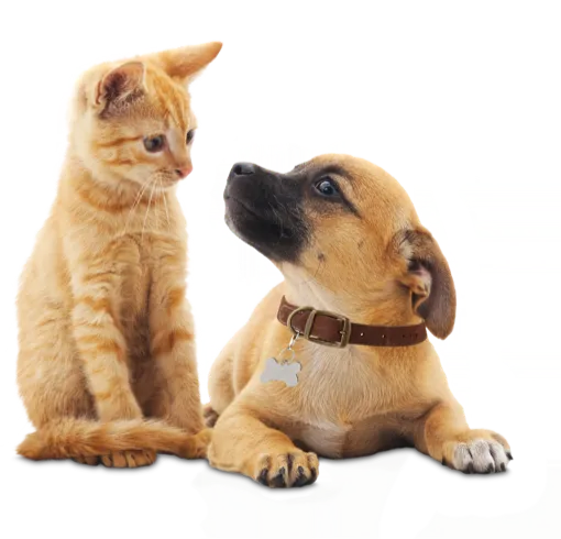 A cat and dog