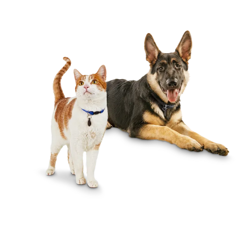 A cat and dog