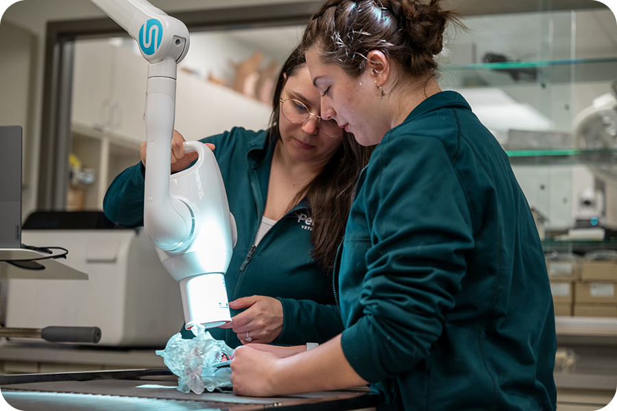 One veterinarian training another to take x-rays