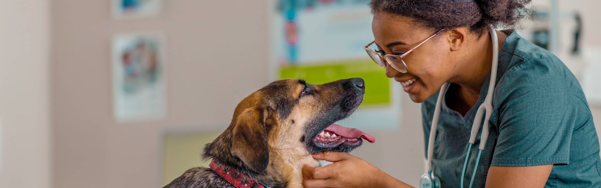 Veterinary professional scratches a dogs chin
