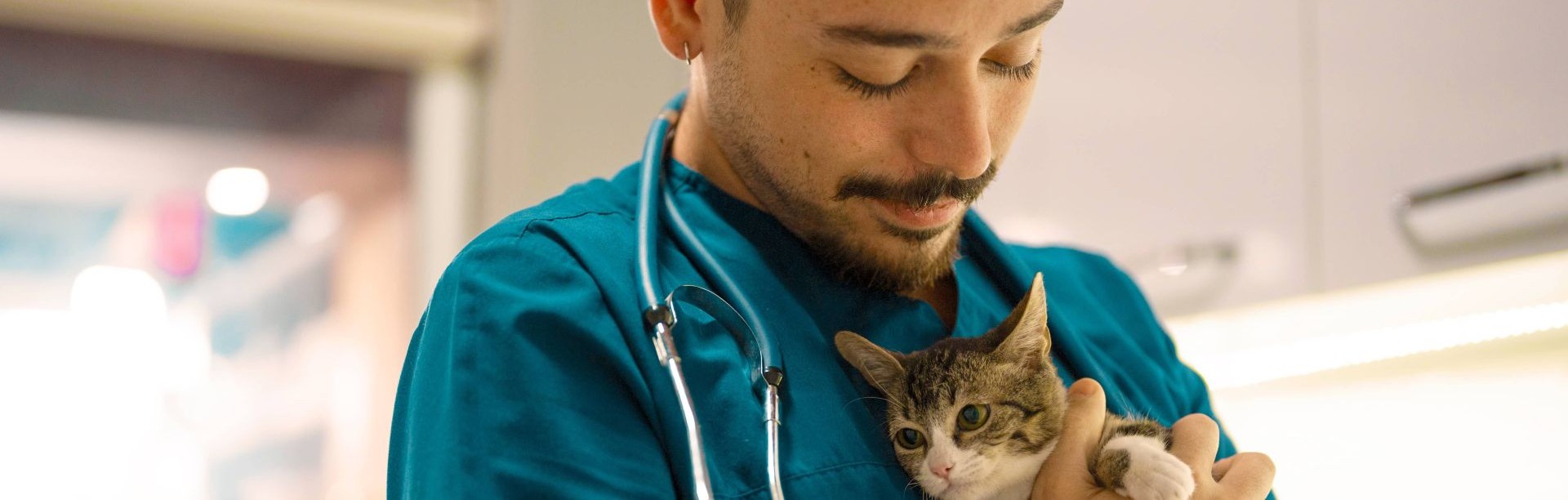 Veterinarian holds a small kitten 