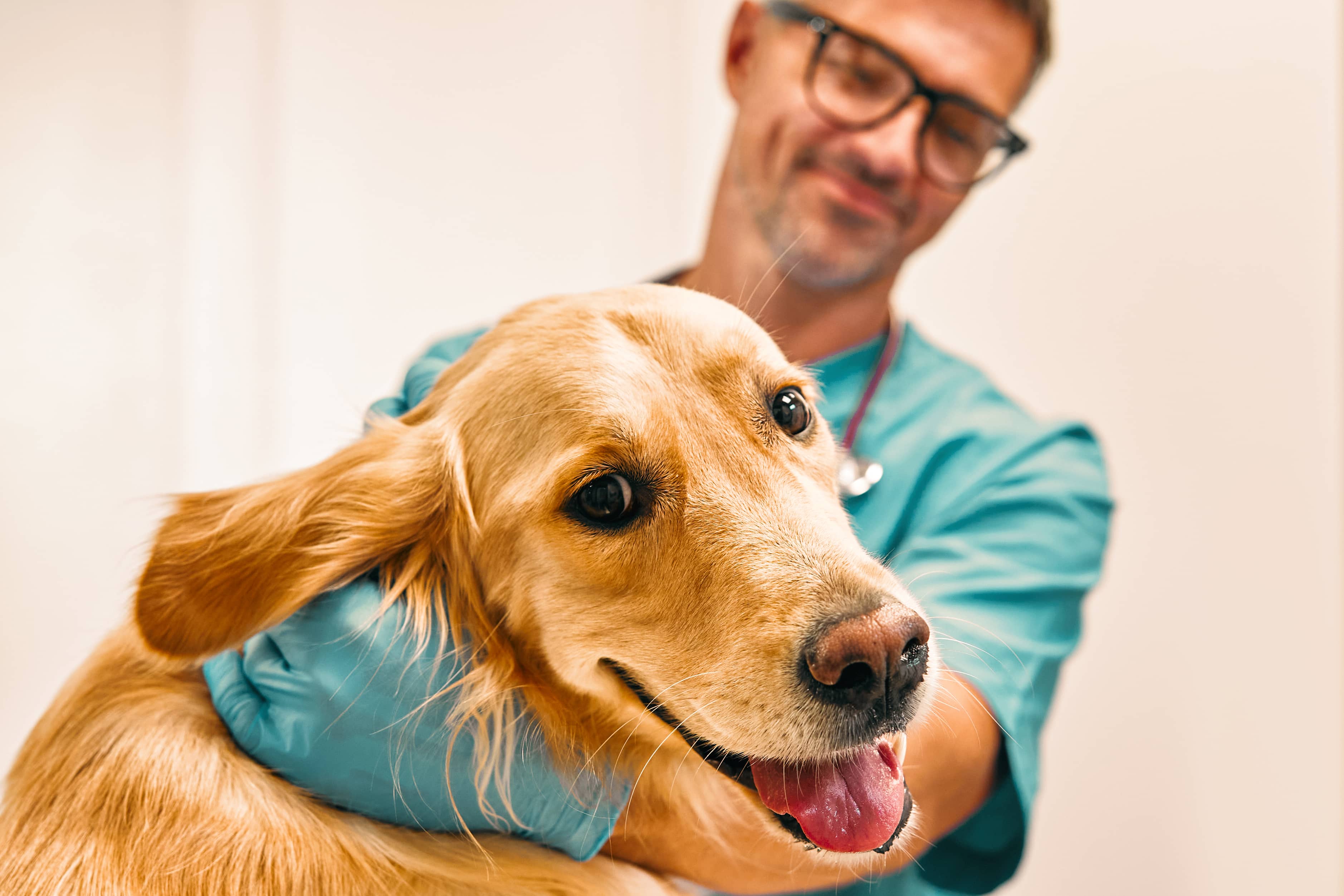 Veterinary professional holds golden retriever dog 