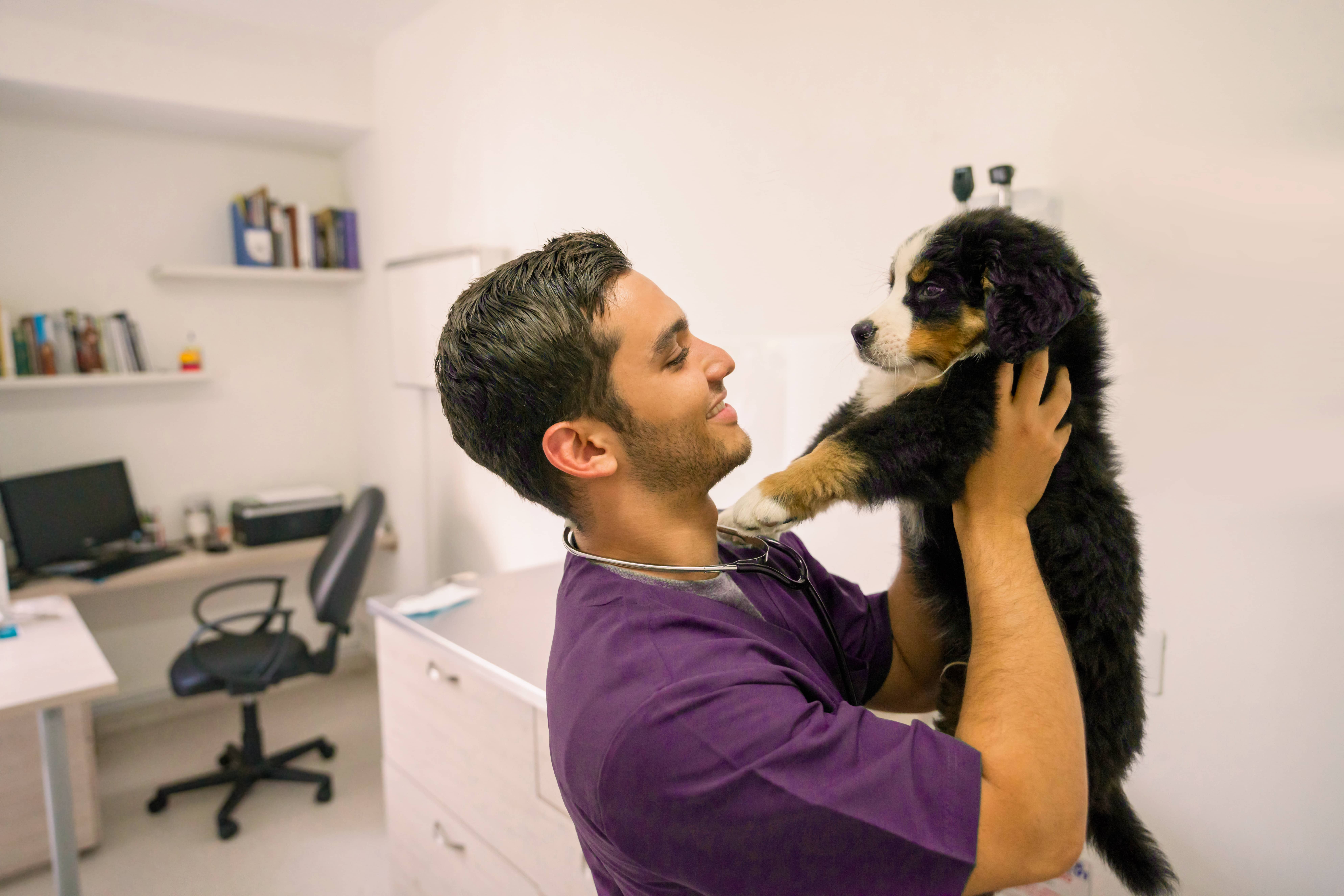 Veterinary professional holds up a small puppy to examine its face