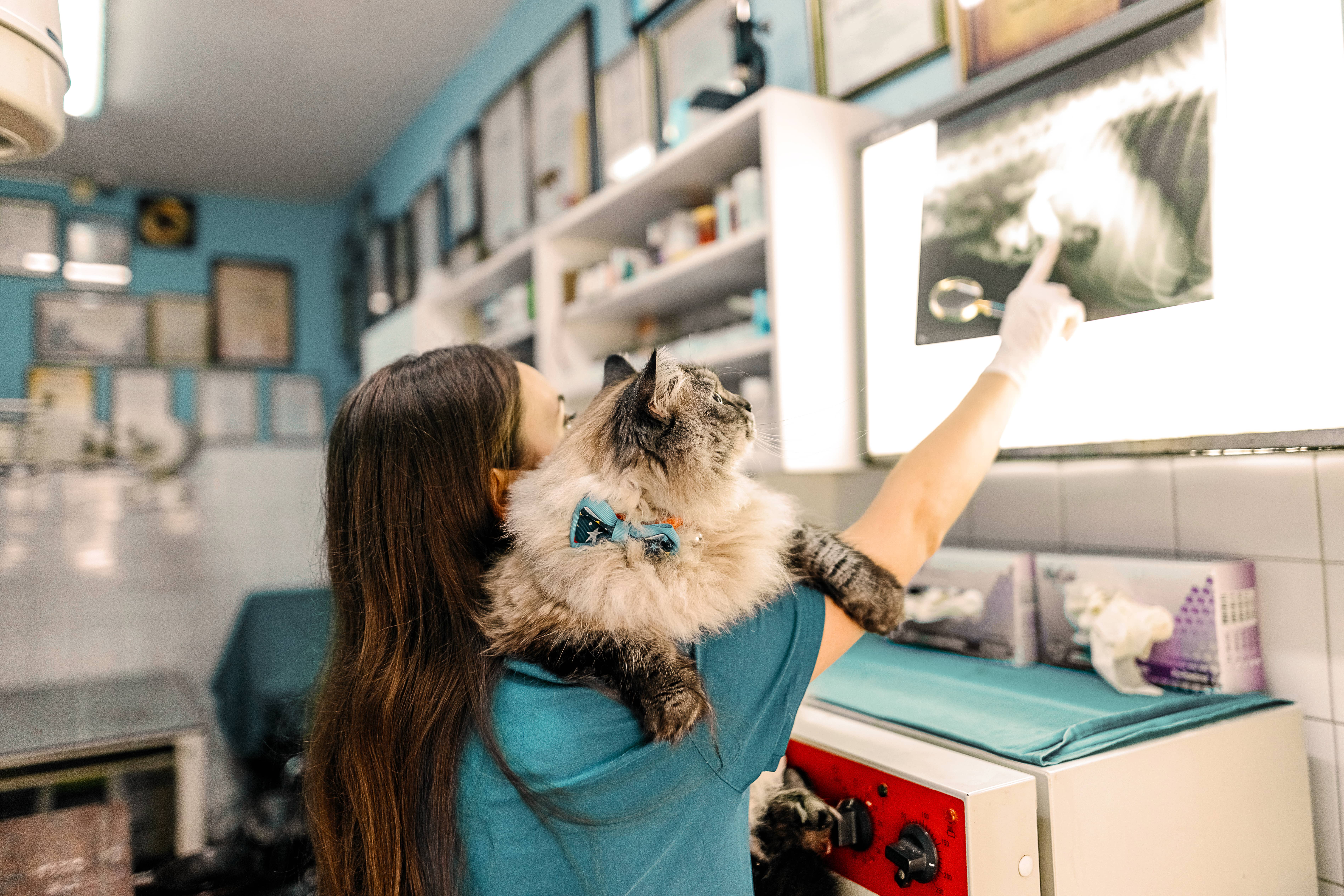 Veterinary professional holds a cat while examining x-rays