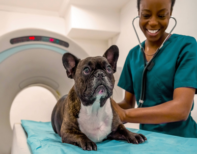 Veterinary professional uses stethoscope on dog