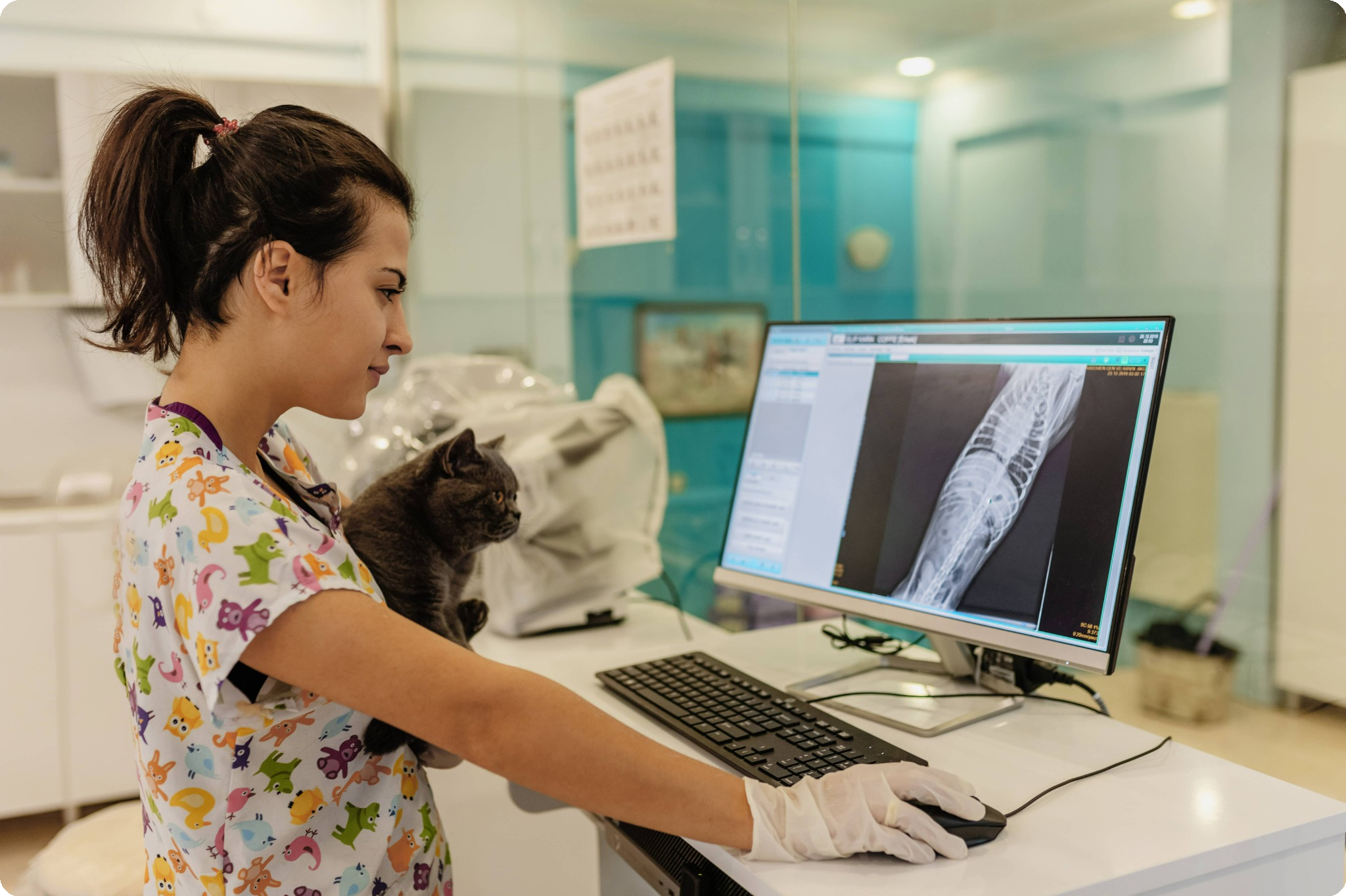 Veterinary professional holds a cat while looking at an x-ray