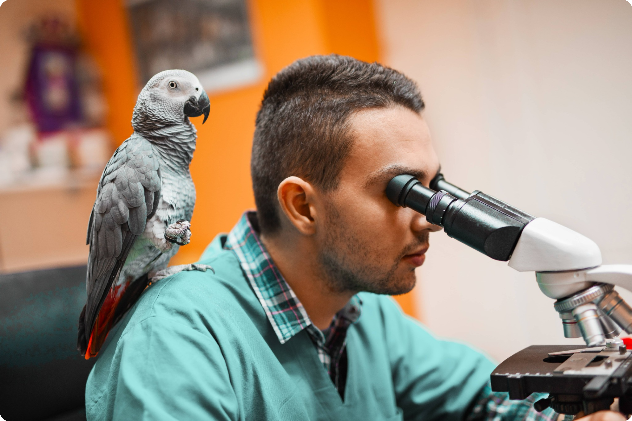 Veterinary professional looks through a microscope while a parrot sits on his shoulder