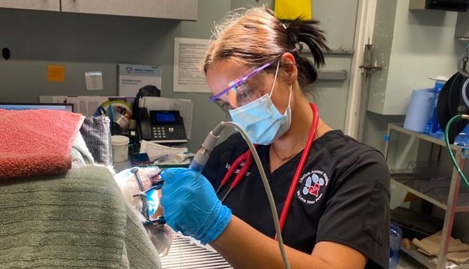 Veterinary professional preforms dental work on a dog.