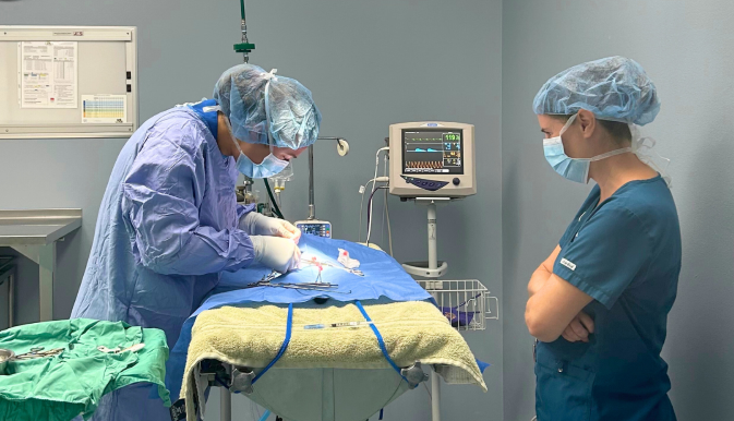 Veterinary professionals operate on an animal