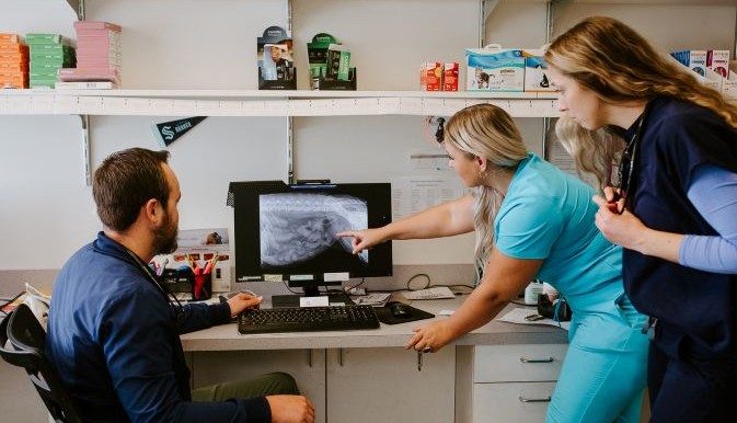 Veterinary professionals look at x-ray