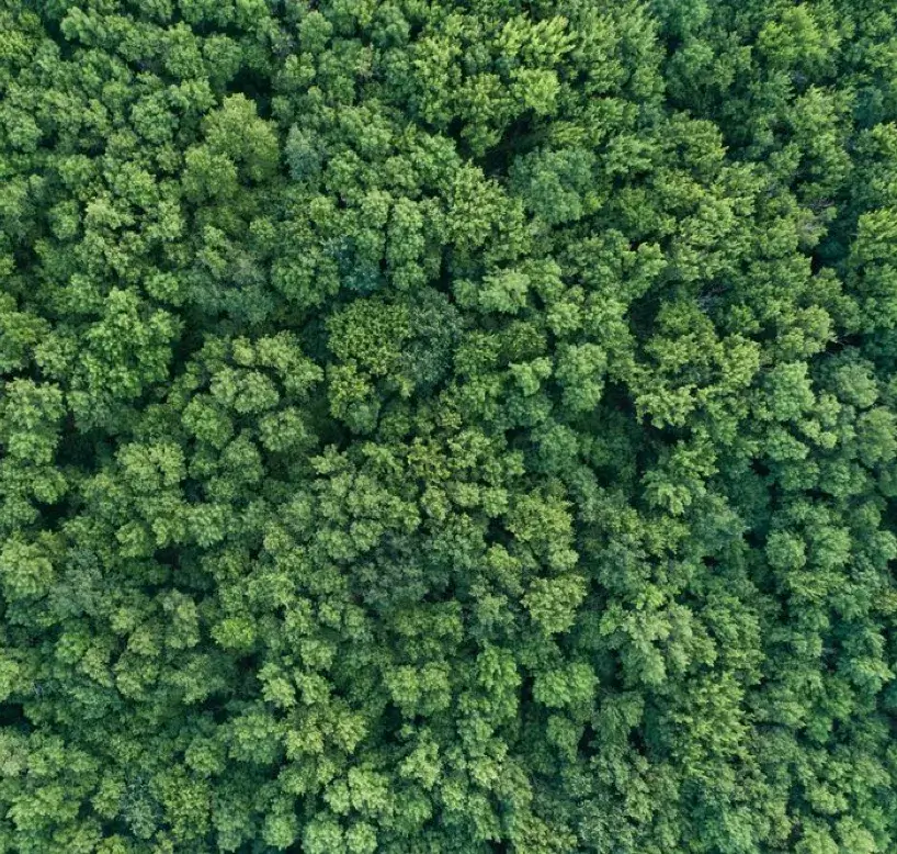 View of trees from top down