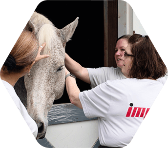 volunteers petting a horse