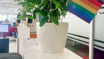 Image of a potted plant on desk