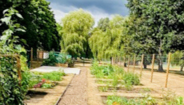 Outdoor garden allotments