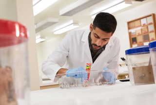 Man working on testing with a Raid product at Center for Insect Science