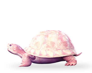 Tortoise