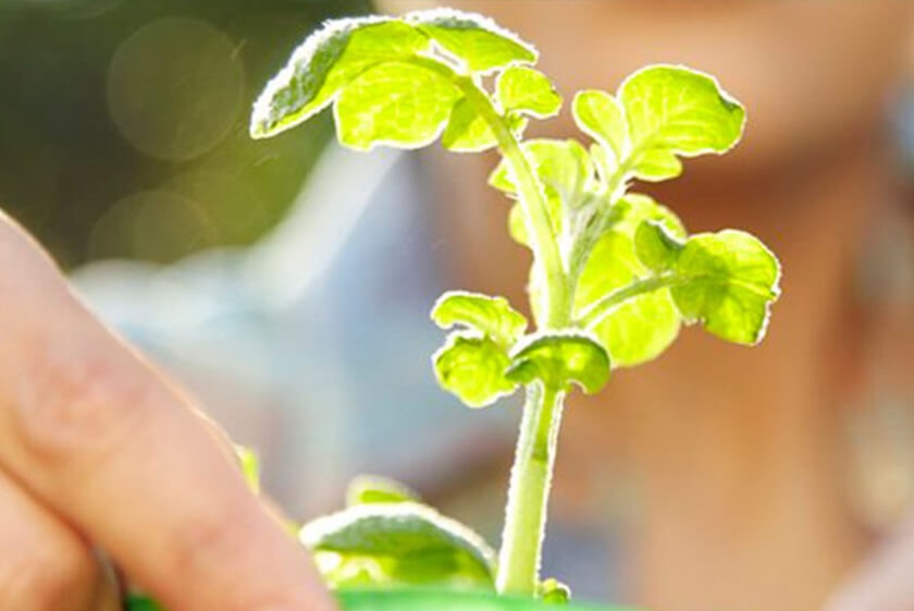 Plant starter