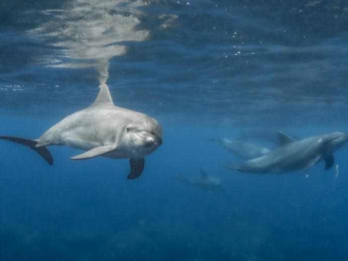 A dolphin is looking to the camera in the sea