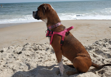 A brown dog (appears to be a boxer or similar breed) wearing a pink harness, sitting on a sandy beach. The dog is in profile, looking out toward the ocean waves.