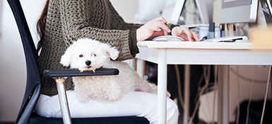 Dog on a lab of a woman working at a desk.