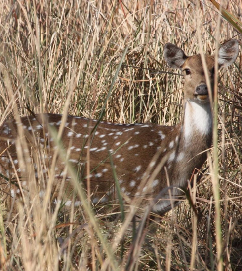 A picture of a deer