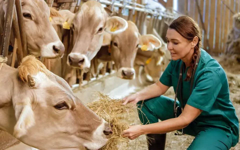 vet feeding cows